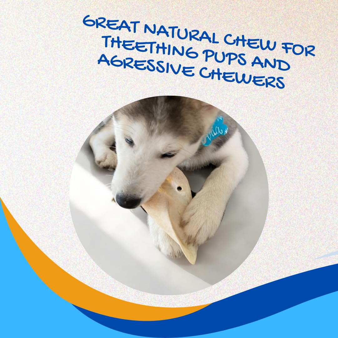 Brazilian Pet no additives or hormones for a natural chew