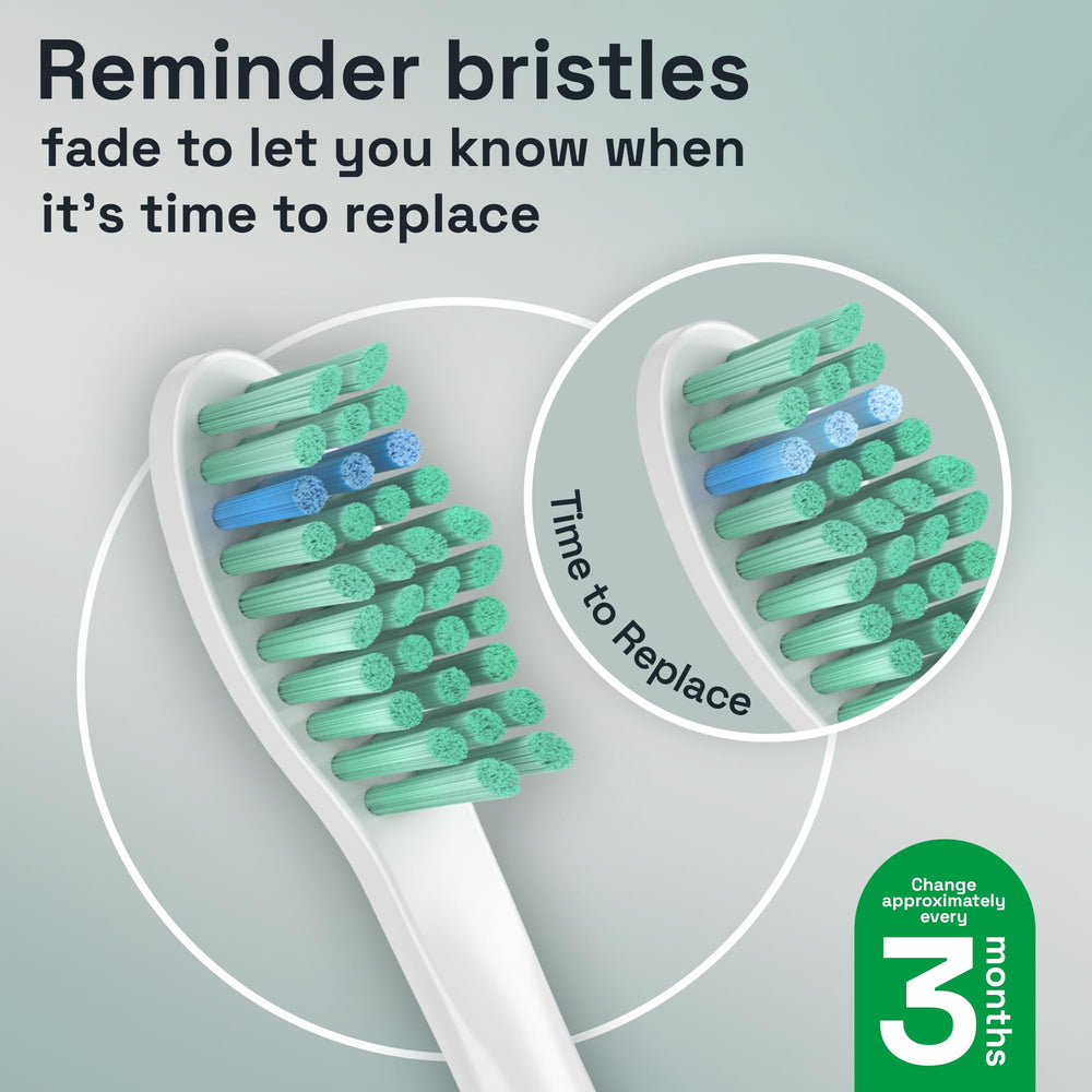 Brushmo BPA-free plastic construction for safe daily use
