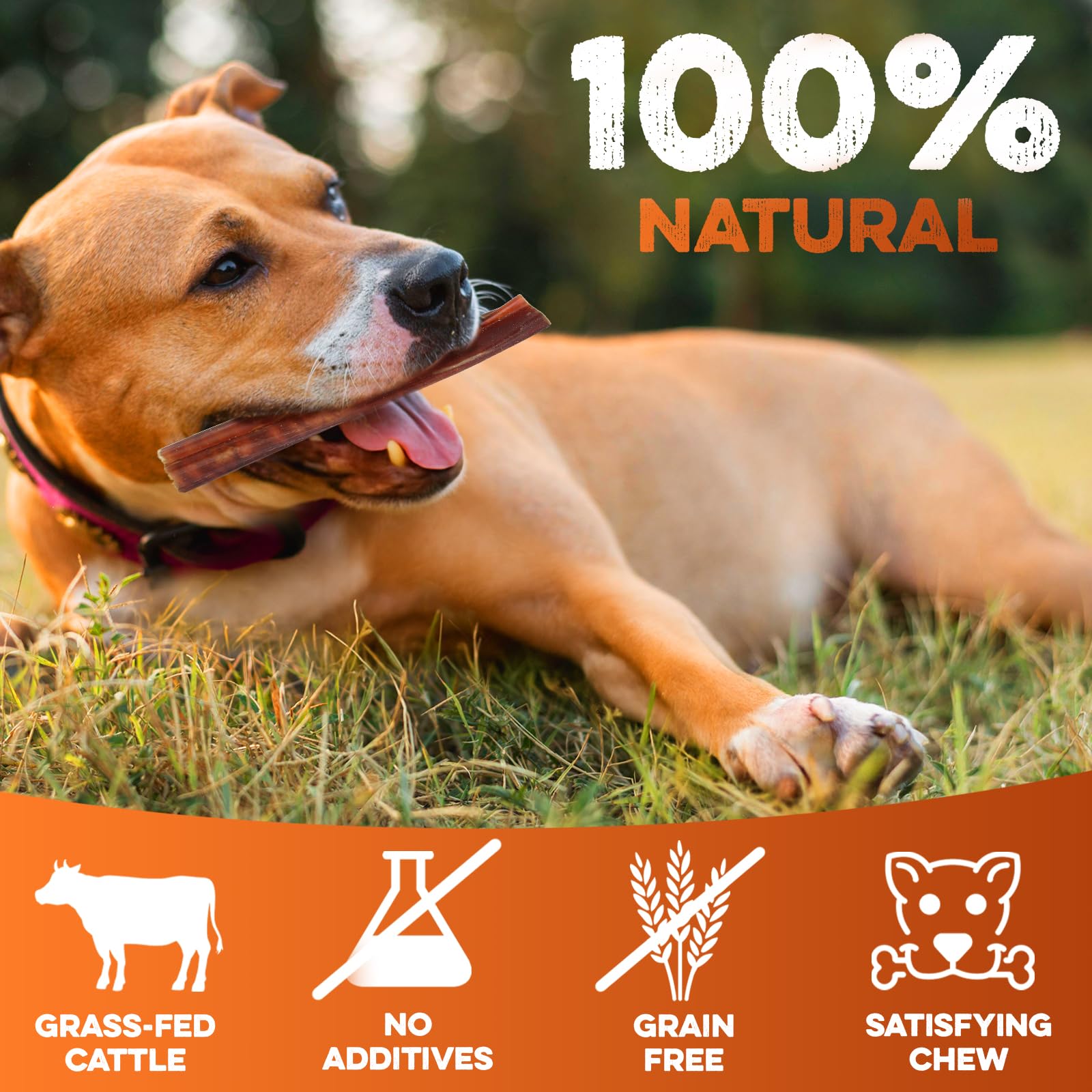 BRUTUS & BARNABY odor-free bully stick, mess-free dog treat.