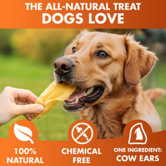BRUTUS & BARNABY thick-cut cow ear, rawhide-free chew for calmer chewing sessions.