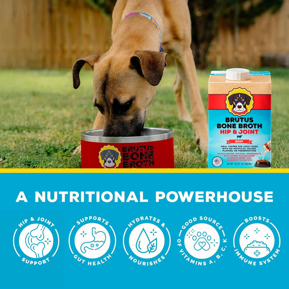 Brutus Bone Broth serving bowl demonstrates easy feeding and hydration.