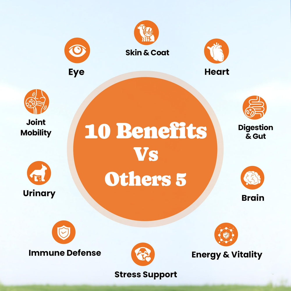 BuddyCheer joint-support chews showcased; supports mobility and comfort during playtime.