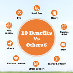 BuddyCheer joint-support chews showcased; supports mobility and comfort during playtime.