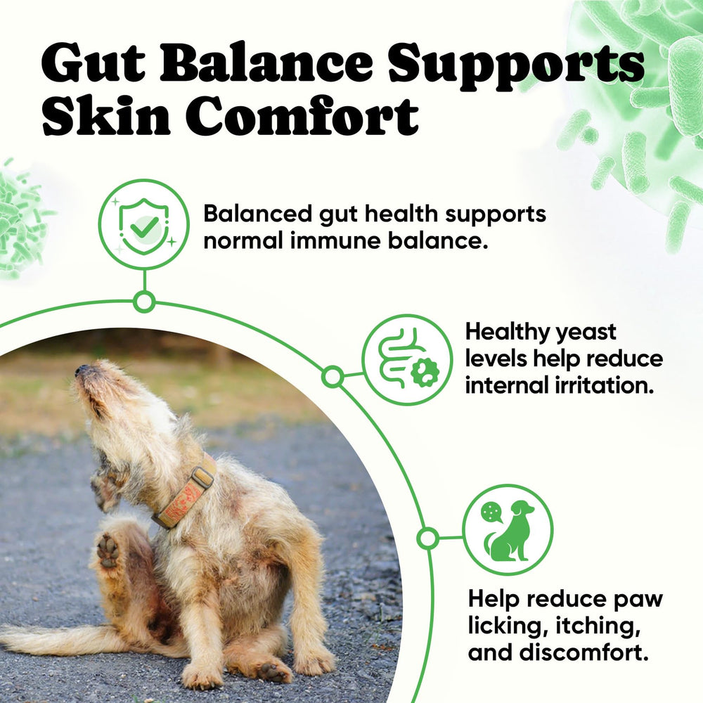 BuddyCheer Probiotics for Dogs digestive enzymes illustration highlights improved nutrient absorption