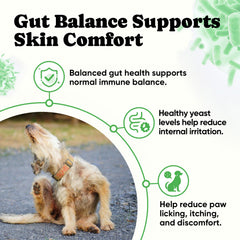 BuddyCheer Probiotics for Dogs digestive enzymes illustration highlights improved nutrient absorption