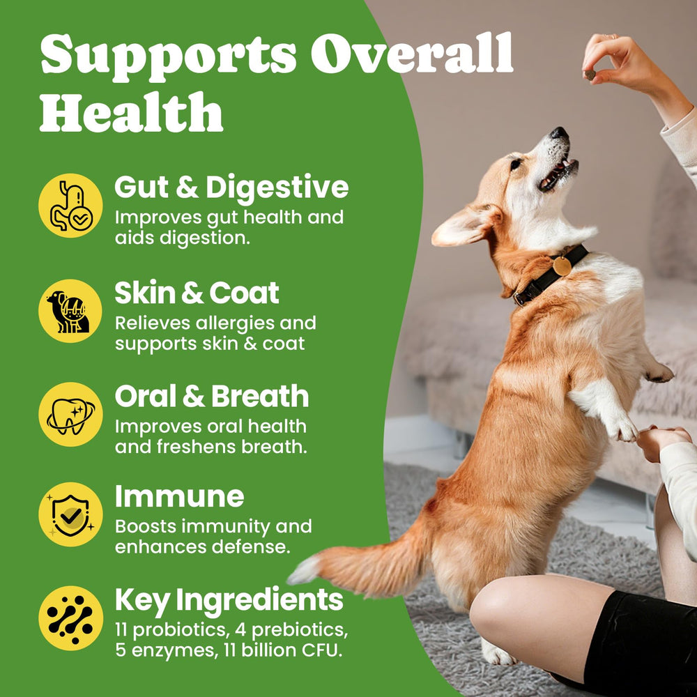 BuddyCheer Probiotiques chien – pratique lors voyages et déménagement