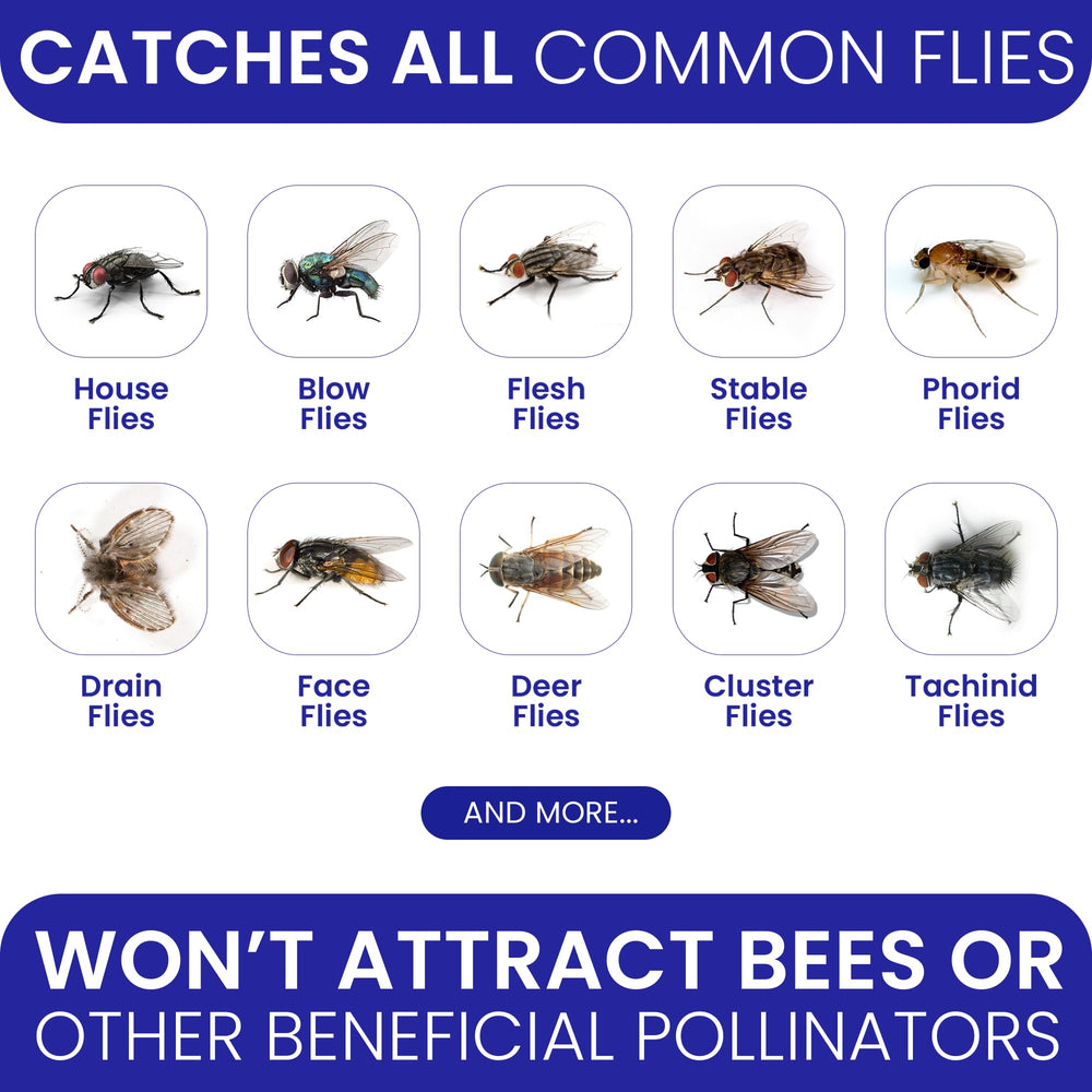 BugBane non-toxic bait safe for kids and pets during outdoor use.