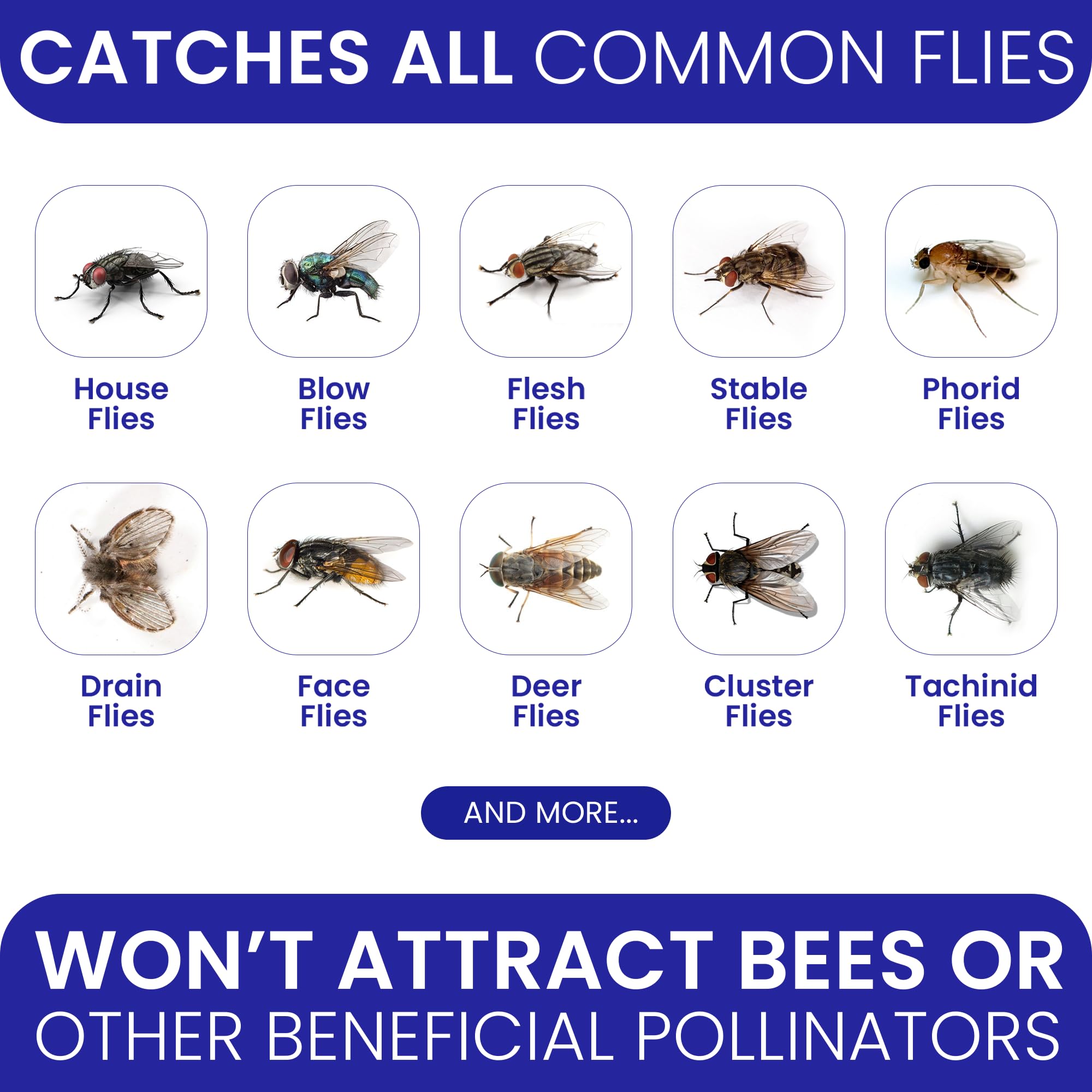 BugBane water-activated bait dissolves to attract flies