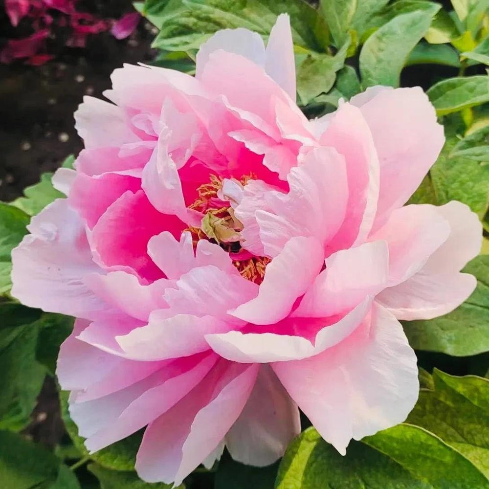 BuggyBeds peonies attract butterflies for natural pollinator-friendly garden spaces.