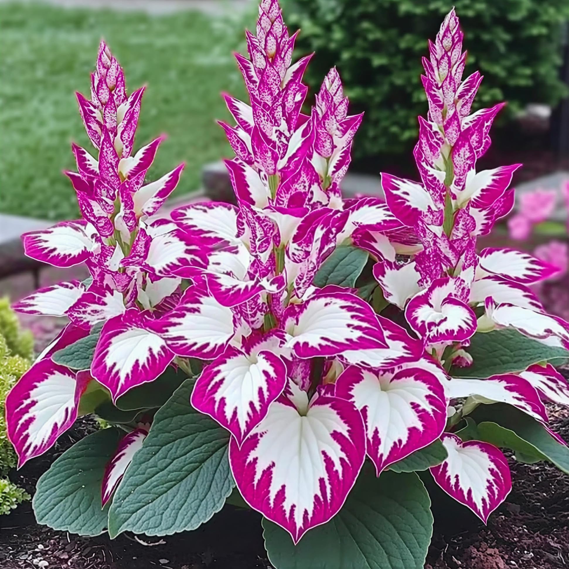 BuggyBeds Hosta traits emphasize fast growth and long-lasting color