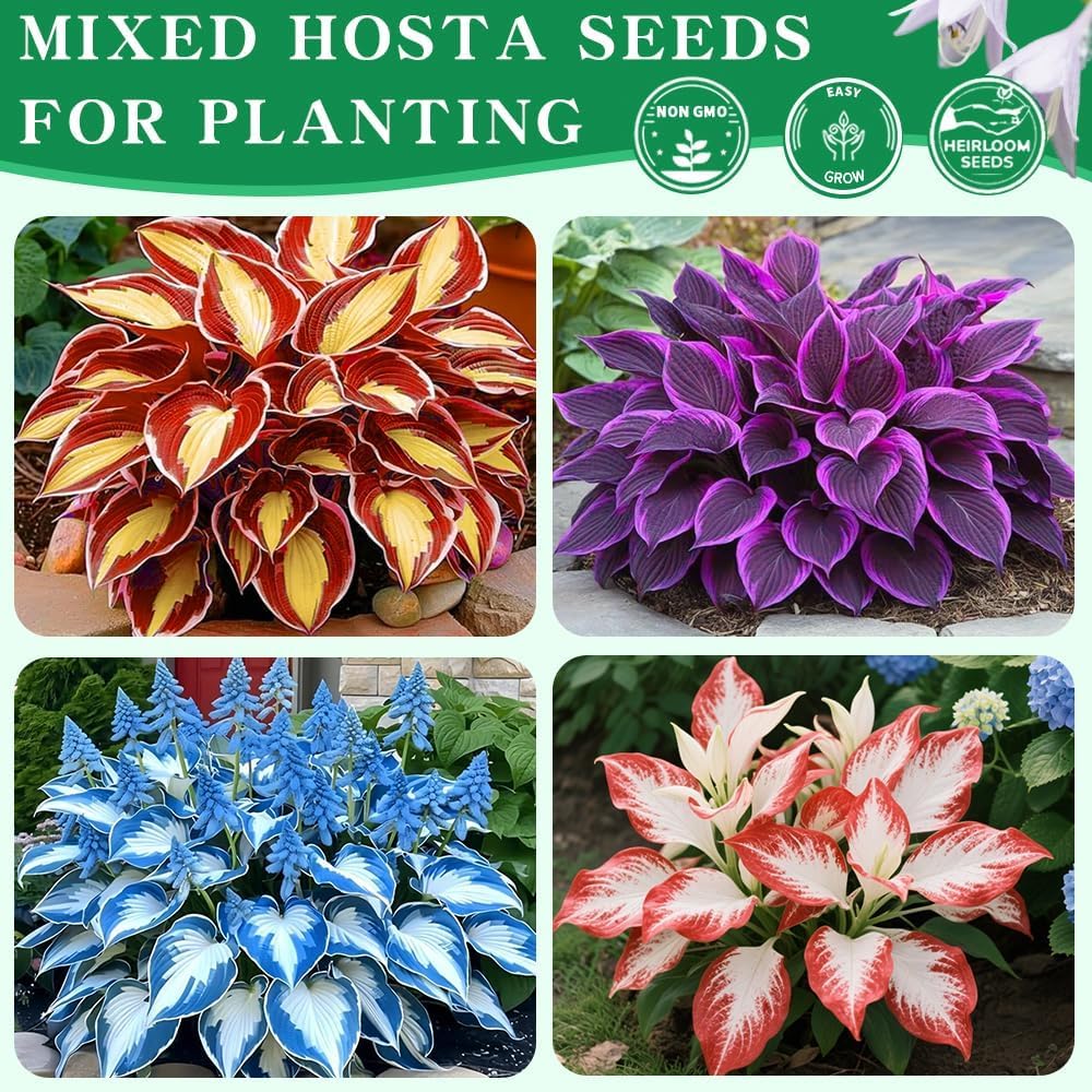 BuggyBeds Hosta Seeds display mixed leaf colors for vibrant shade borders and containers