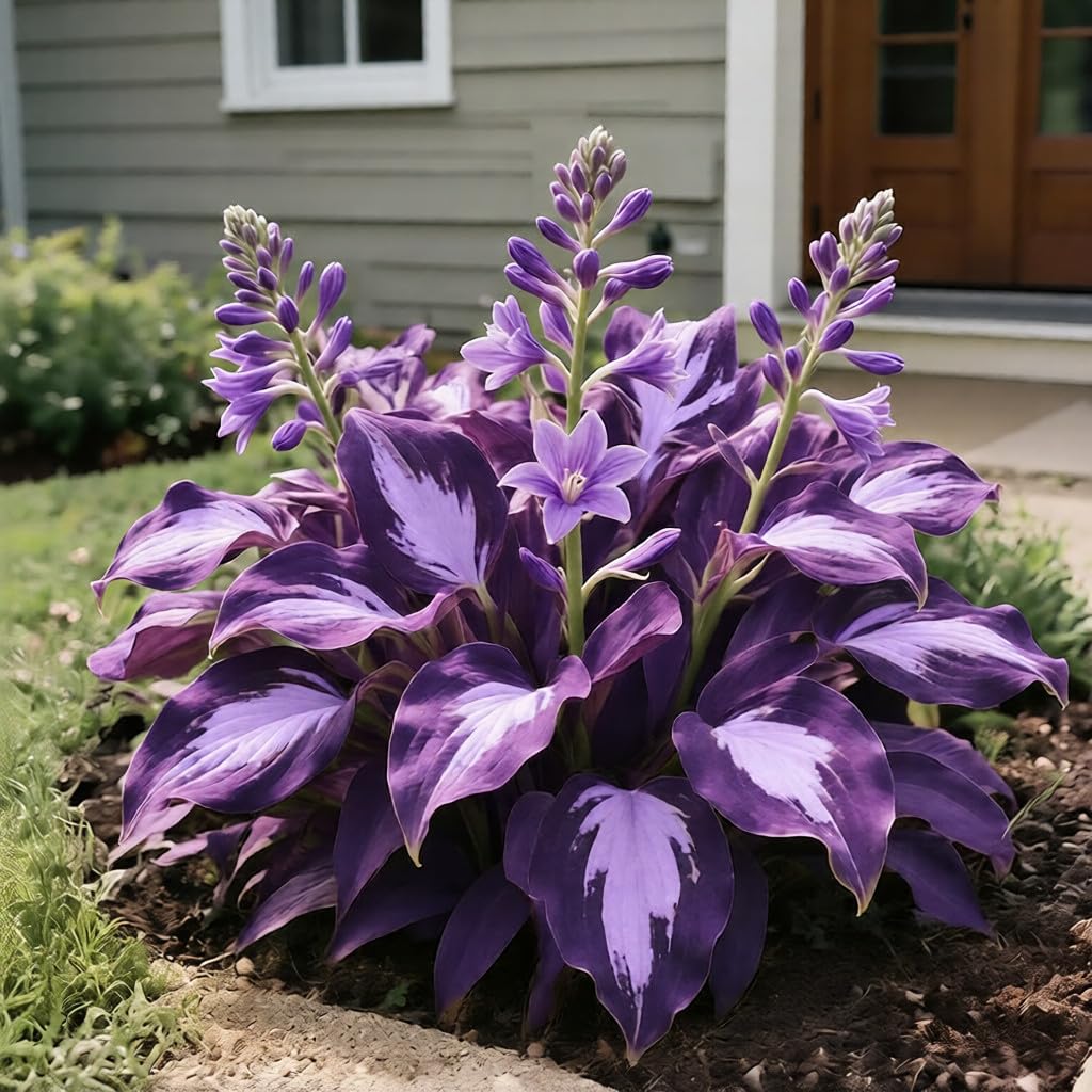 BuggyBeds Hosta Seeds deliver hardy perennials for reliable shade garden performance