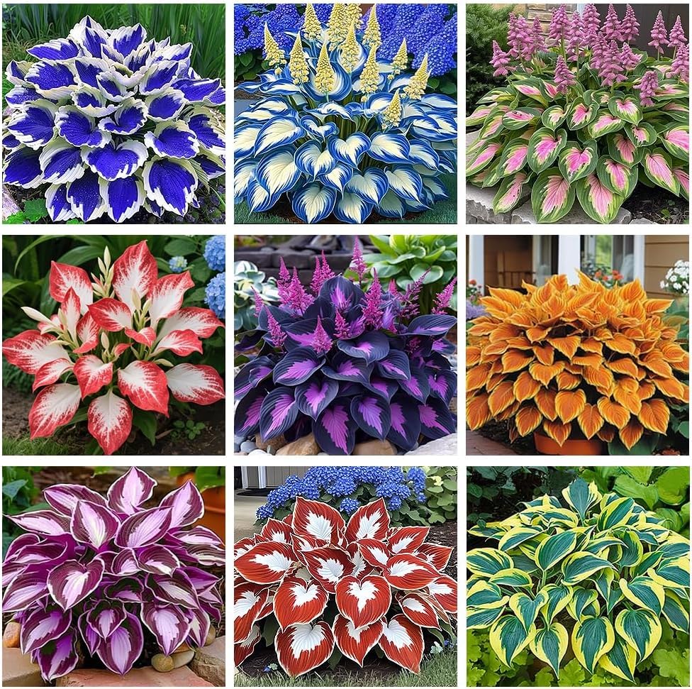 BuggyBeds Hosta Seeds 110+ Mixed in shade-tolerant mix for dark borders