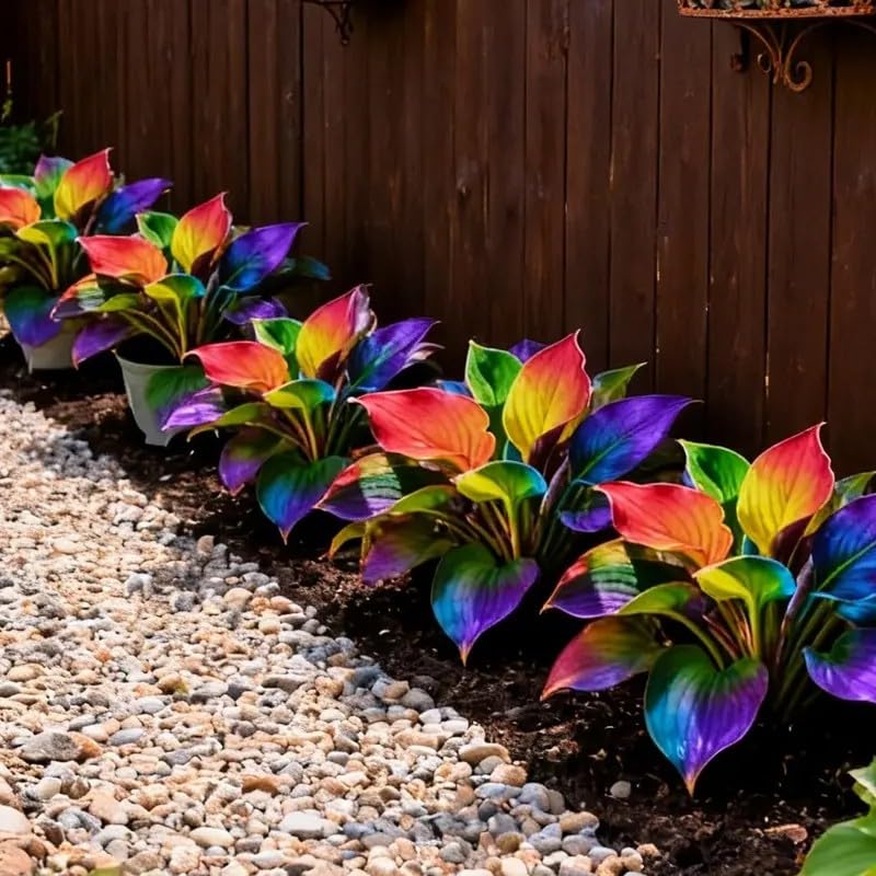BuggyBeds Hosta seeds thriving in moist, well-drained soil along borders