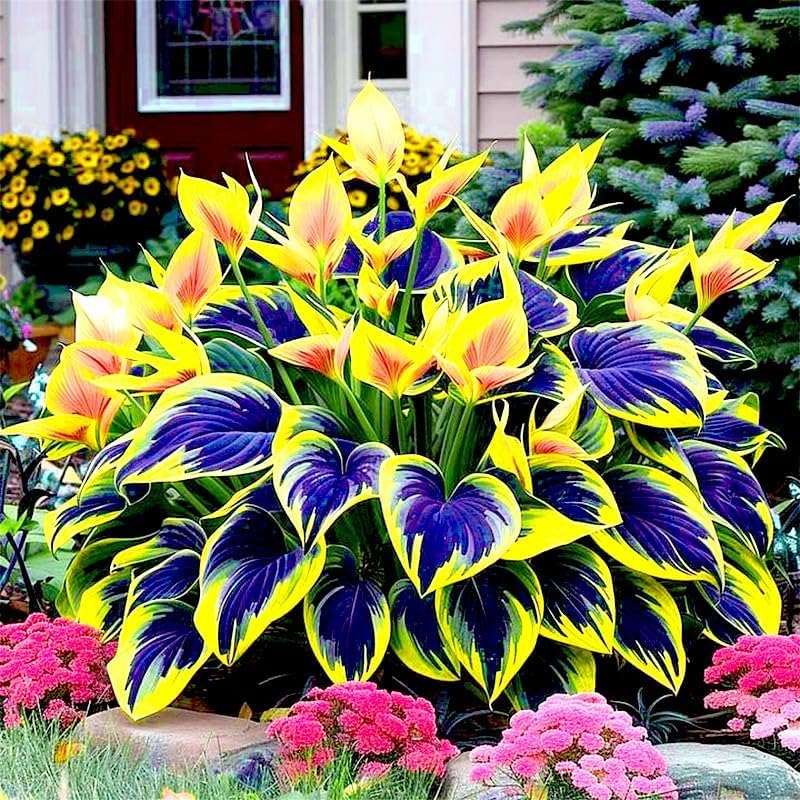 BuggyBeds Hosta ideal for borders in shaded gardens year after year.
