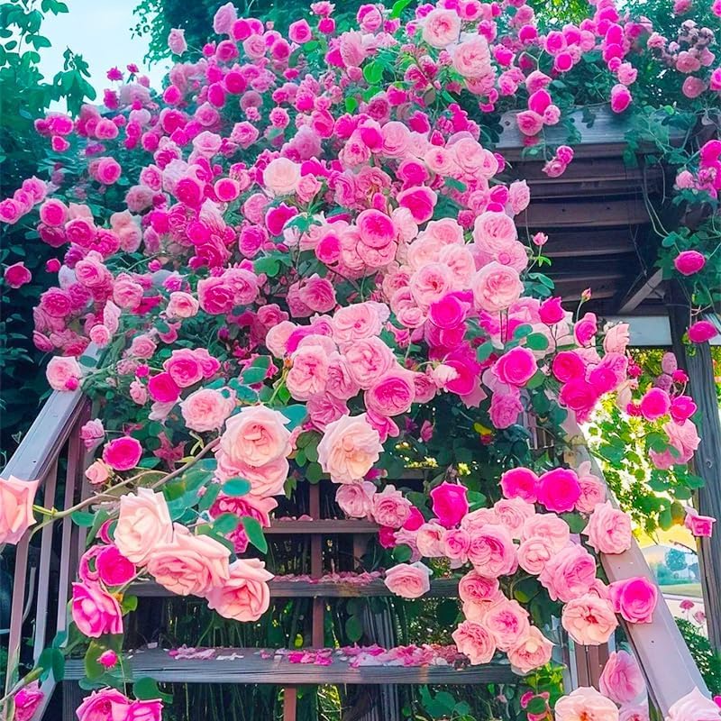 BuggyBeds long-blooming roses deliver waves of color throughout the growing season.