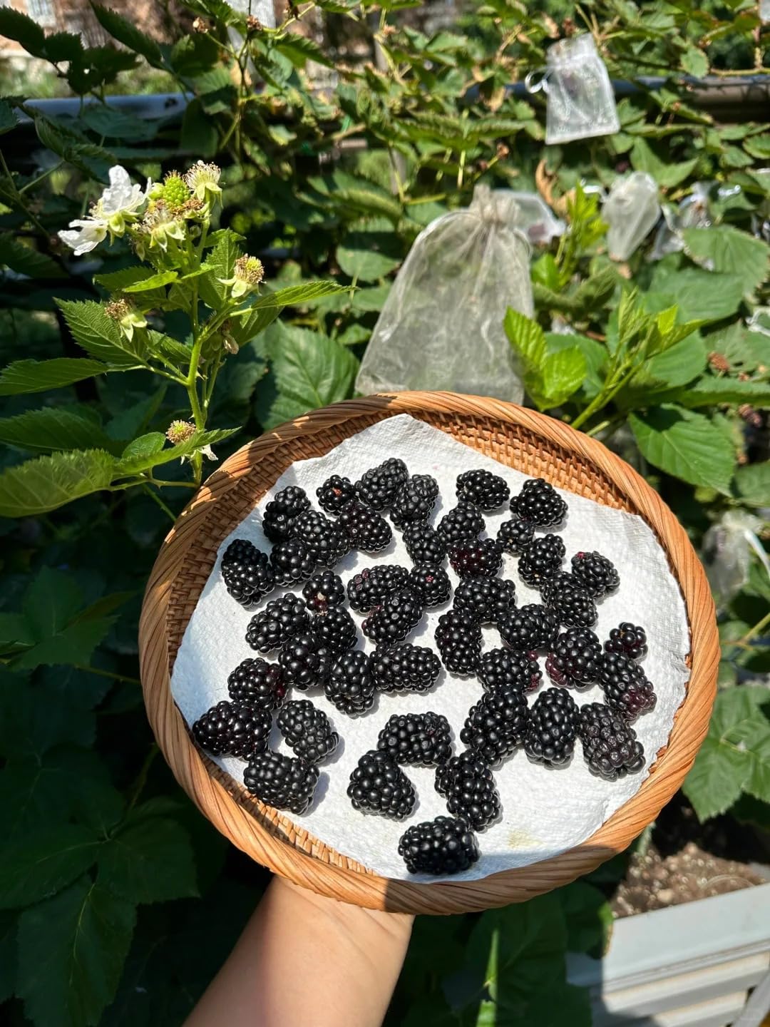 BuggyBeds organic heirloom seeds emphasize non-GMO quality for sustainable gardening.