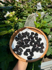 BuggyBeds organic heirloom seeds emphasize non-GMO quality for sustainable gardening.