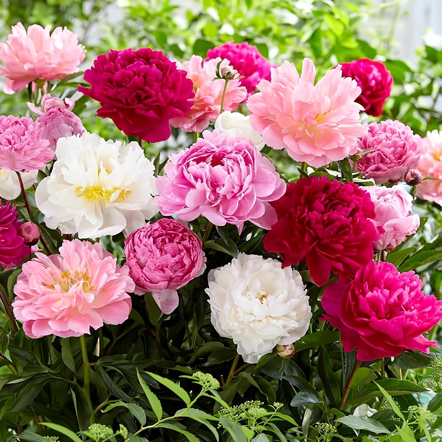 BuggyBeds perennial peonies offer spring to early summer blossoms.