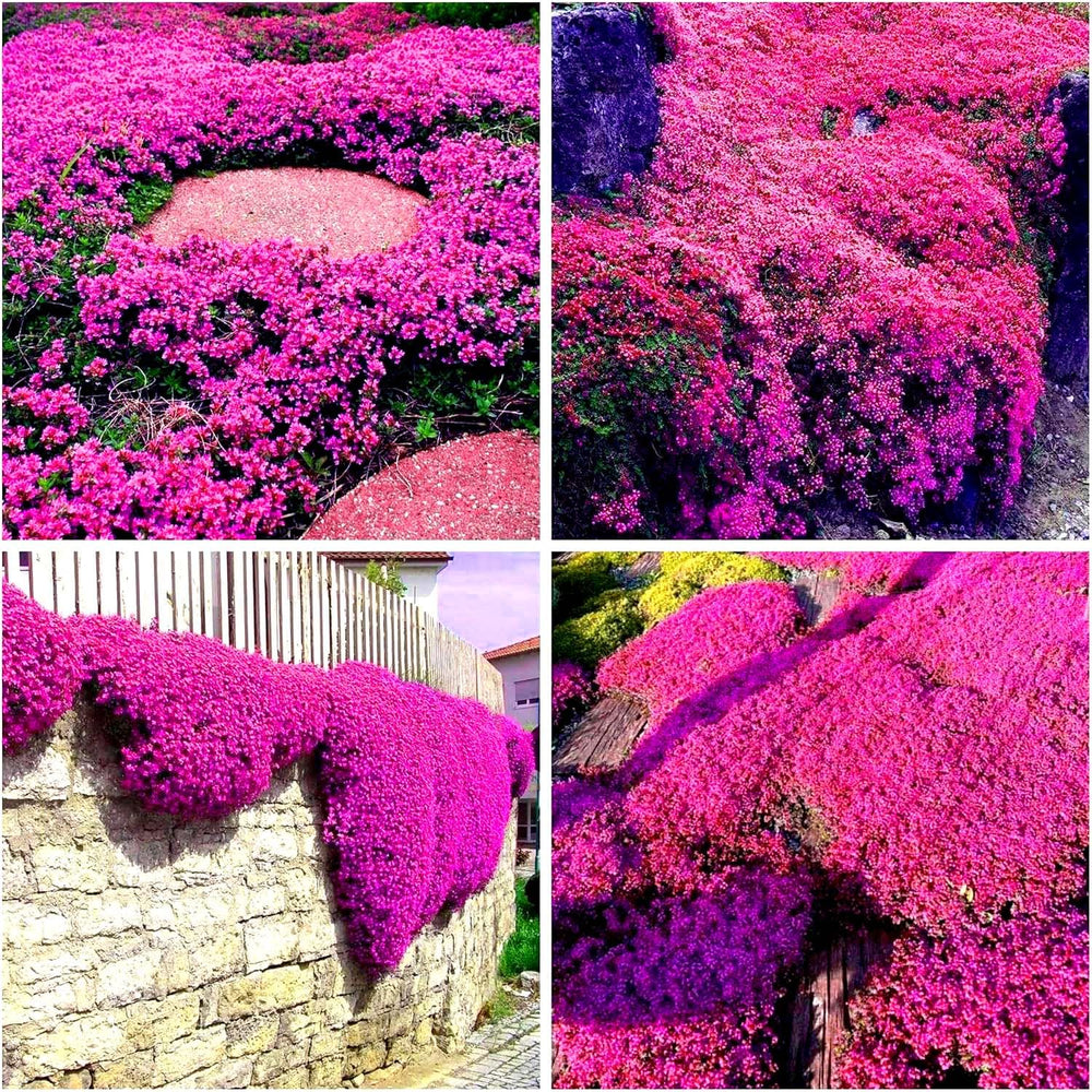 BuggyBeds creeping thyme used in a rock garden for color and weed suppression between stones.