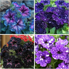 BuggyBeds Starry Sky Petunia seeds reveal dreamy variegation for bright balcony planters.