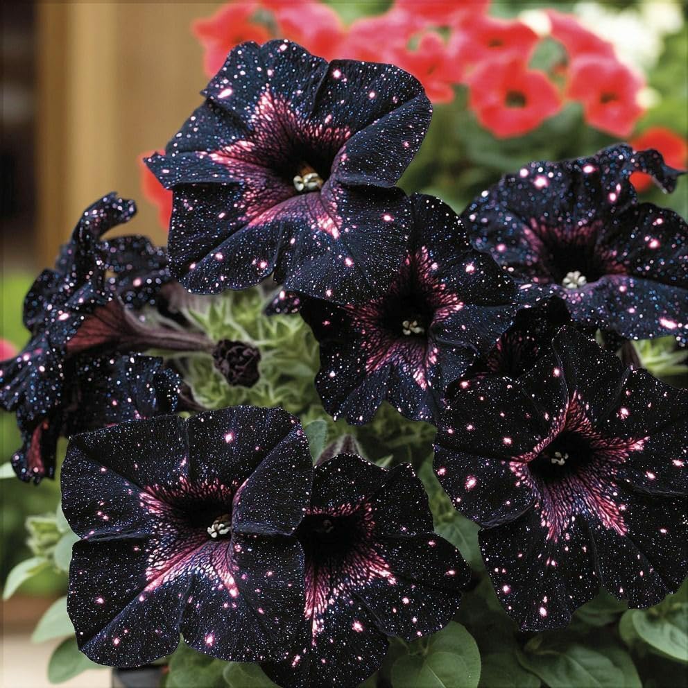 BuggyBeds Starry Sky Petunia seeds are heat-tolerant for sun-soaked balconies.