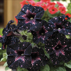BuggyBeds Starry Sky Petunia seeds are heat-tolerant for sun-soaked balconies.