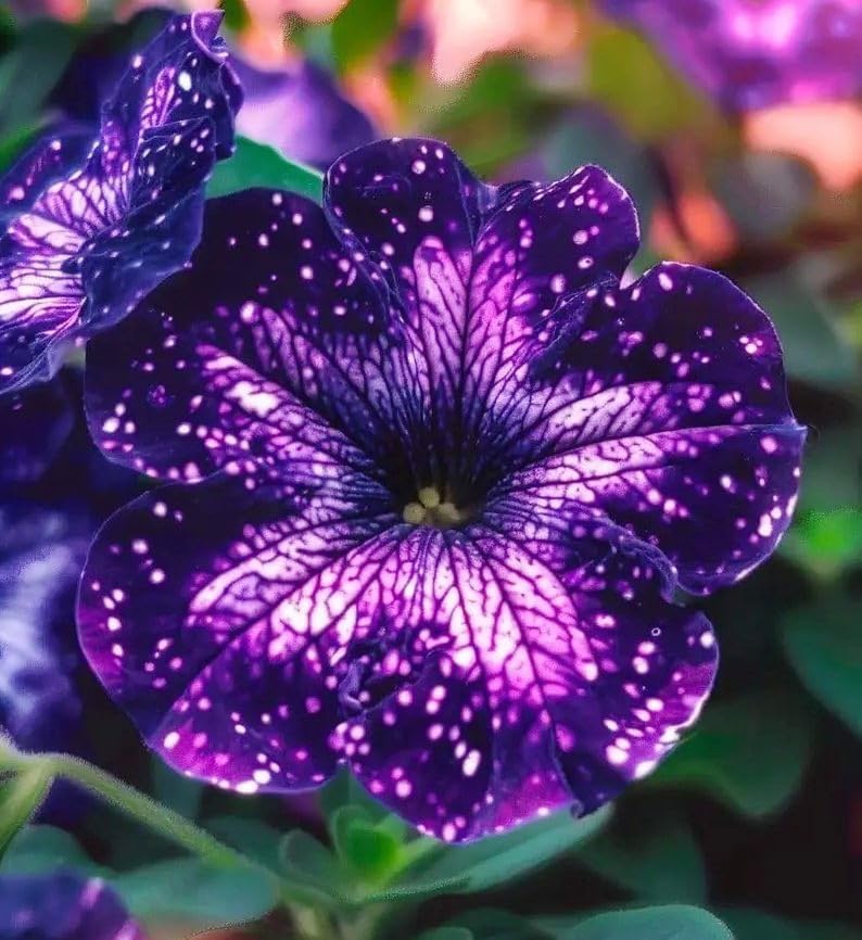 BuggyBeds Starry Sky Petunia seeds offer long flowering from spring to autumn.
