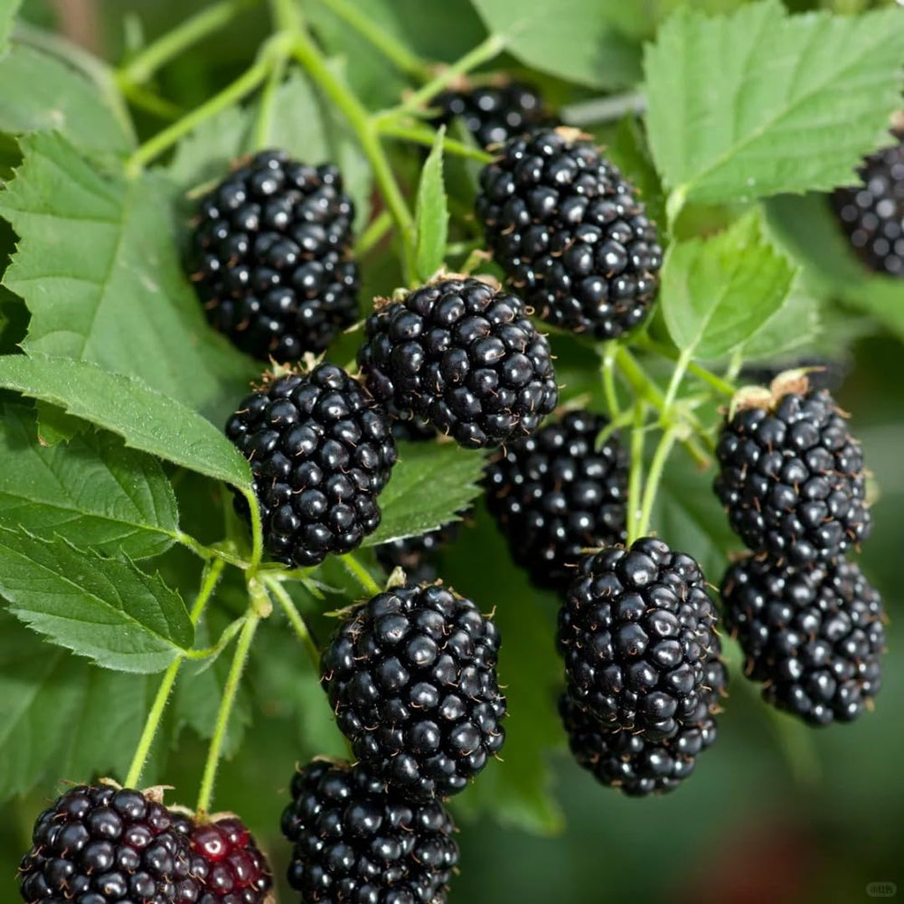 BuggyBeds thornless blackberry seeds closeup for comfortable, prick-free harvest.