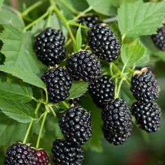 BuggyBeds thornless blackberry seeds closeup for comfortable, prick-free harvest.