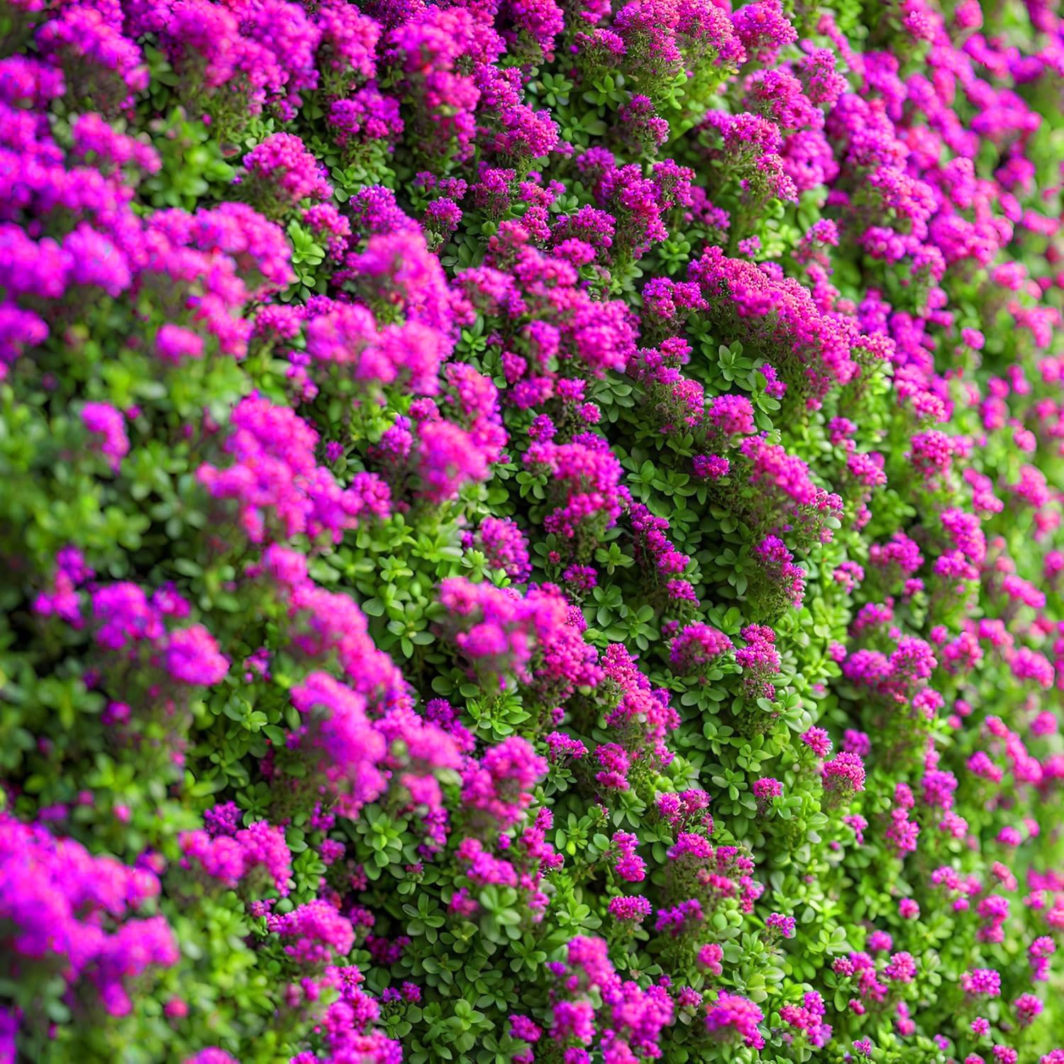 BuggyBeds thyme ground cover reducing weeds while adding texture to the landscape.