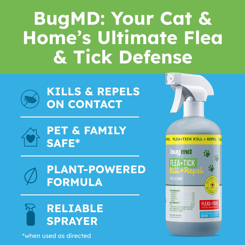 Cat application: mist applied to a cat using BugMD spray for gentle care