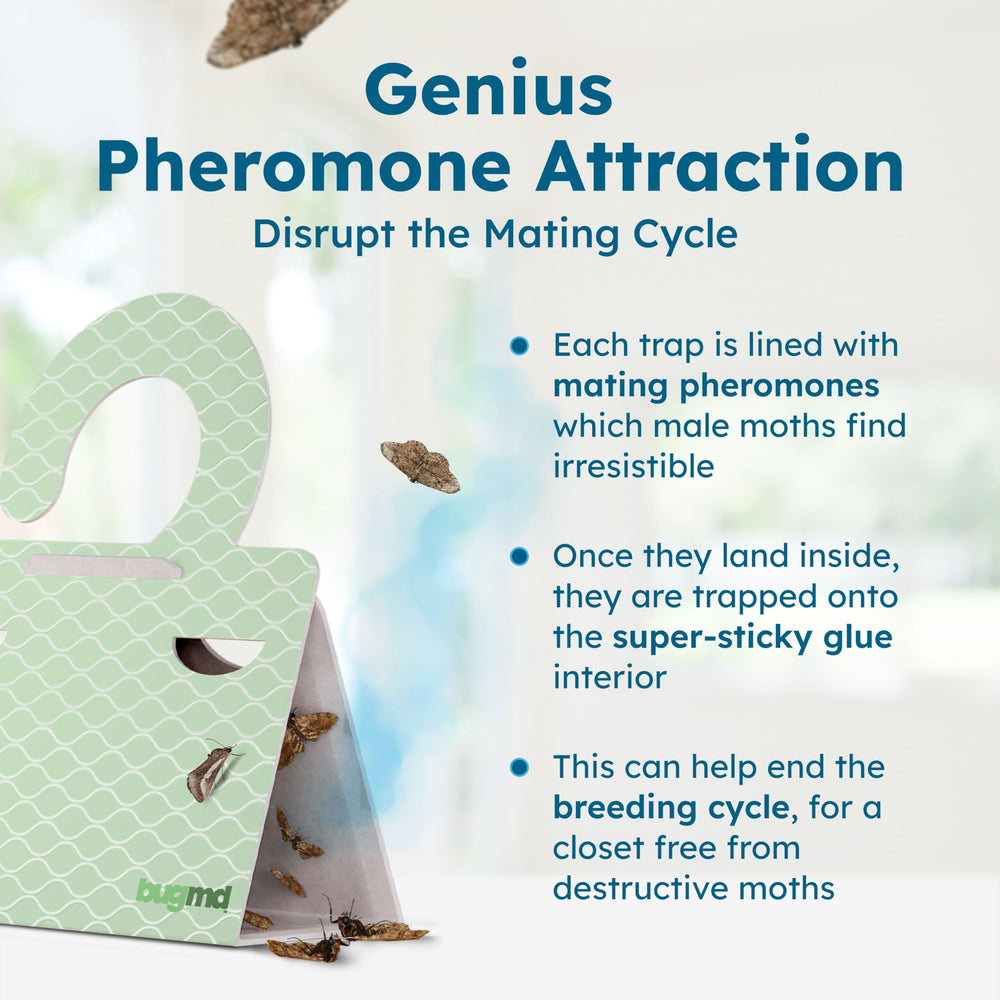 BugMD pheromone-based traps lure moths with precision in closets and kitchens.