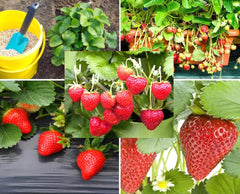 Bulborium Alpine Strawberry seeds pack ready for planting as hardy ground cover