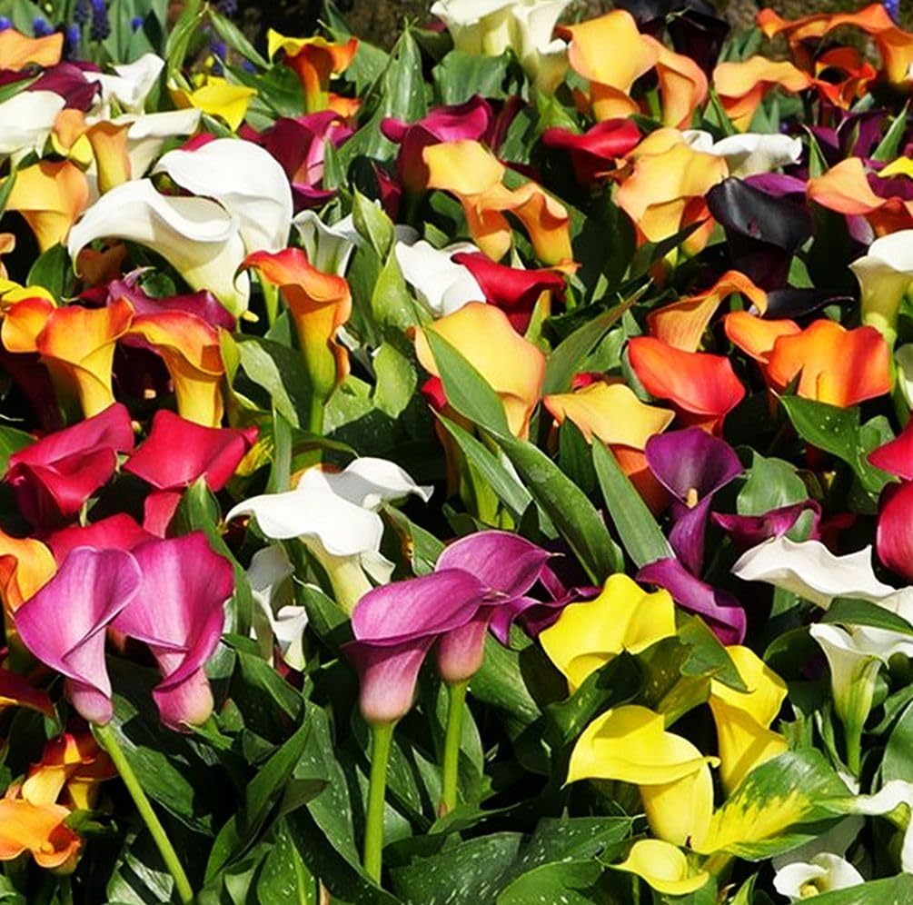 BULBORIUM Calla Lily seeds mix close-up of elegant trumpet blooms.