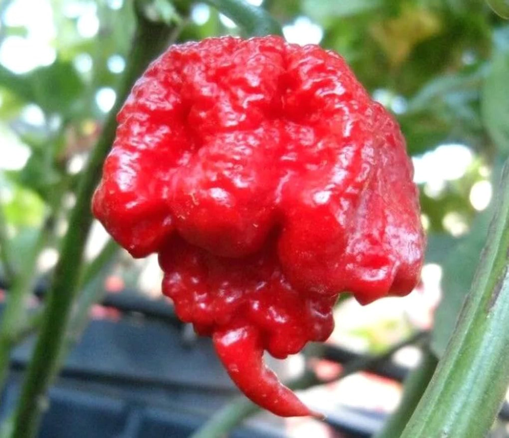 BULBORIUM Carolina Reaper color-change peppers showing dramatic red-green ripening