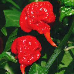 BULBORIUM Carolina Reaper ripe peppers ready for sauces and heat-rich dishes