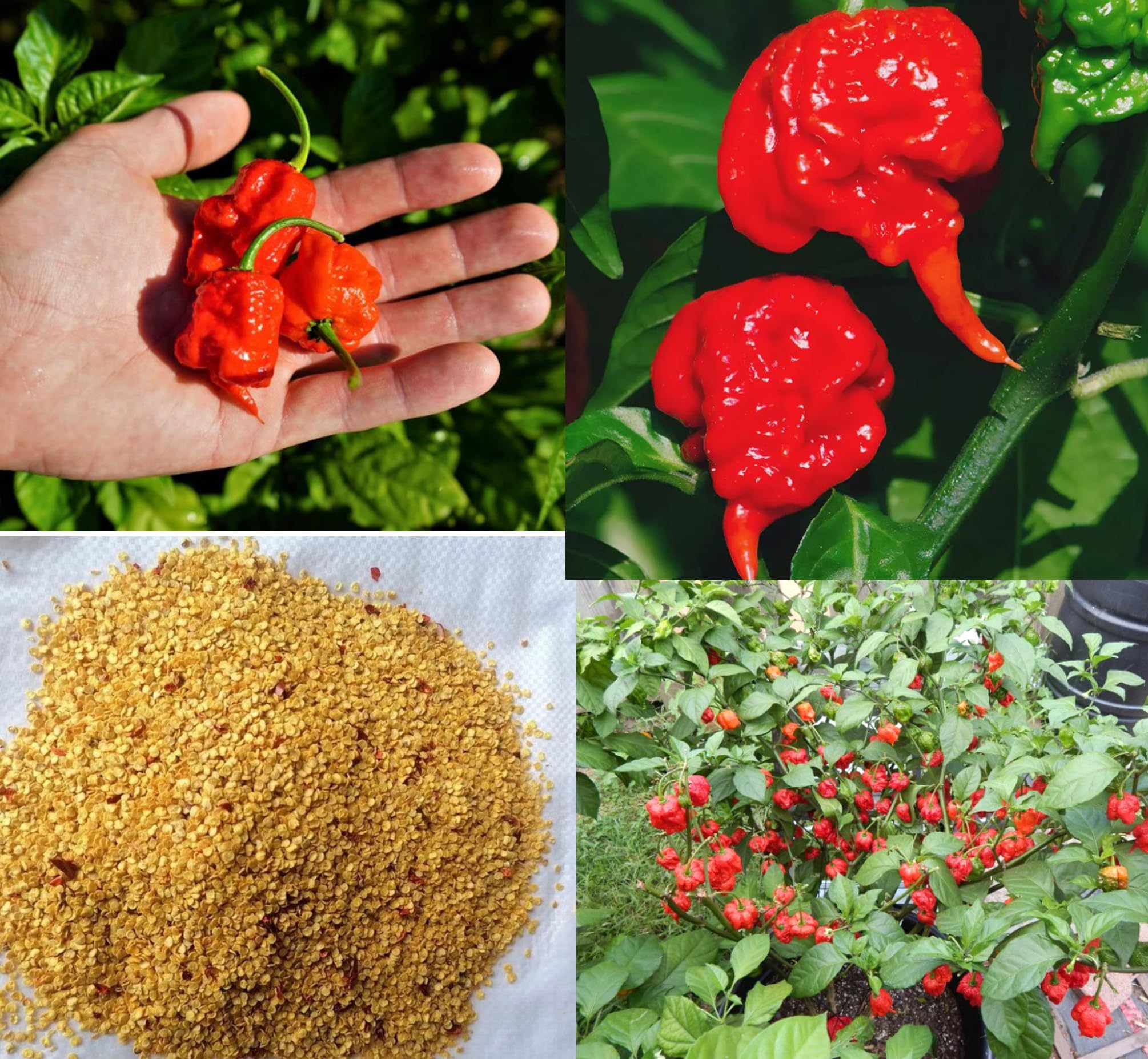 BULBORIUM Carolina Reaper seeds pack ready for home sowing and spicy harvest