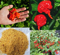 BULBORIUM Carolina Reaper seeds pack ready for home sowing and spicy harvest