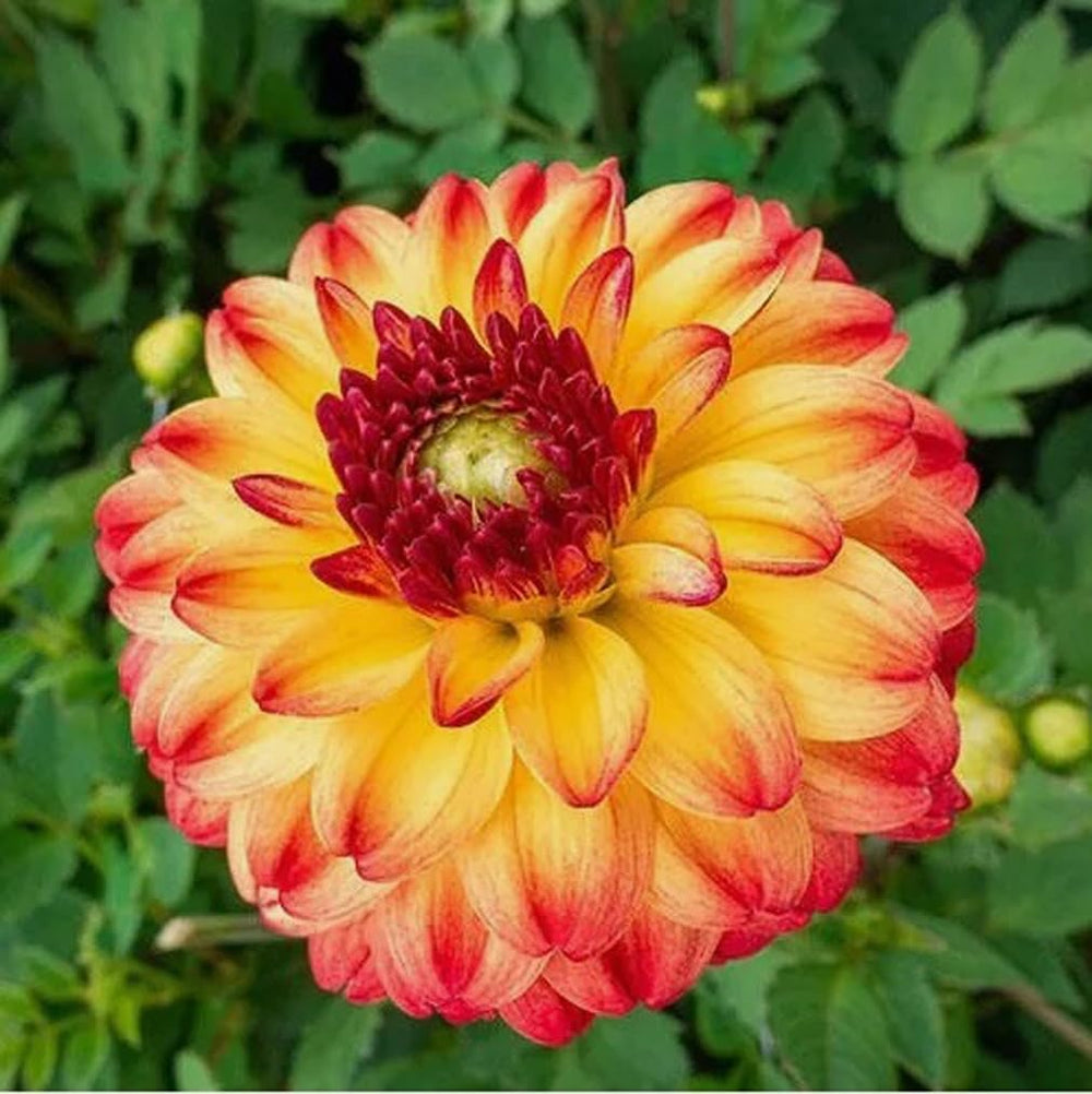 BULBORIUM dahlia seeds for cut flower displays and bouquets.
