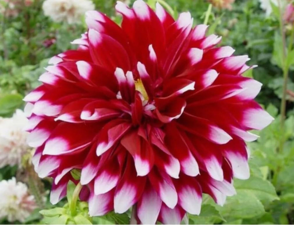 BULBORIUM dahlia seeds grown indoors in containers for cooler climates.