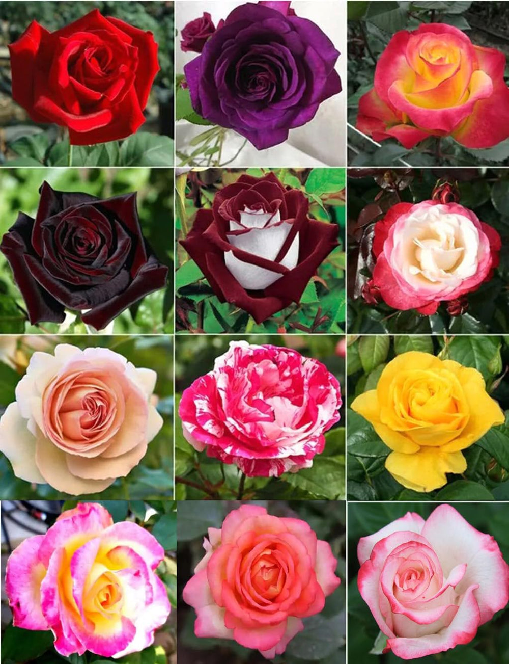 Bulborium dark rose seeds mix for a dramatic heirloom garden display.