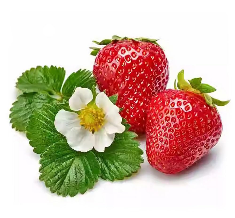 Bulborium strawberry plant with fruit ideal for container garden harvest.