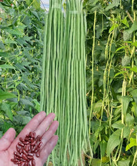 Bulborium Yard Long Bean harvest of long pods ready for fresh meals.