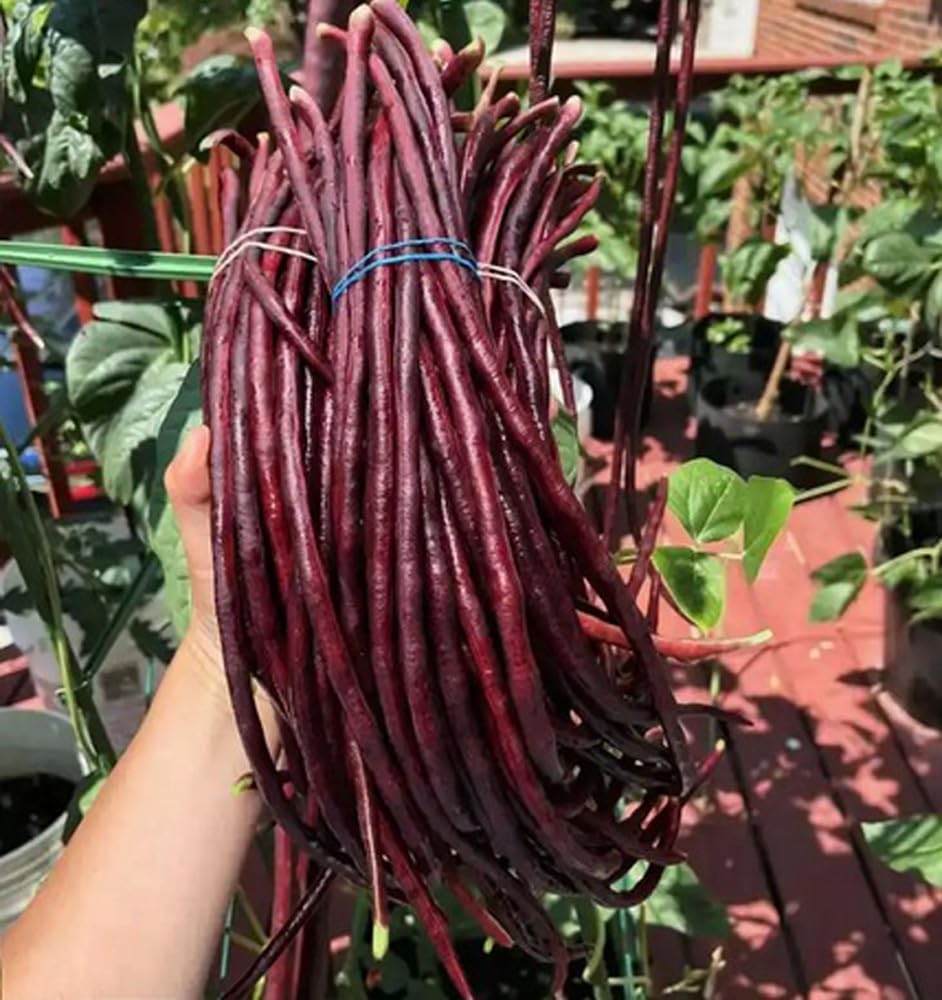 Bulborium Yard Long Bean plants climbing a trellis ideal for vertical gardening.