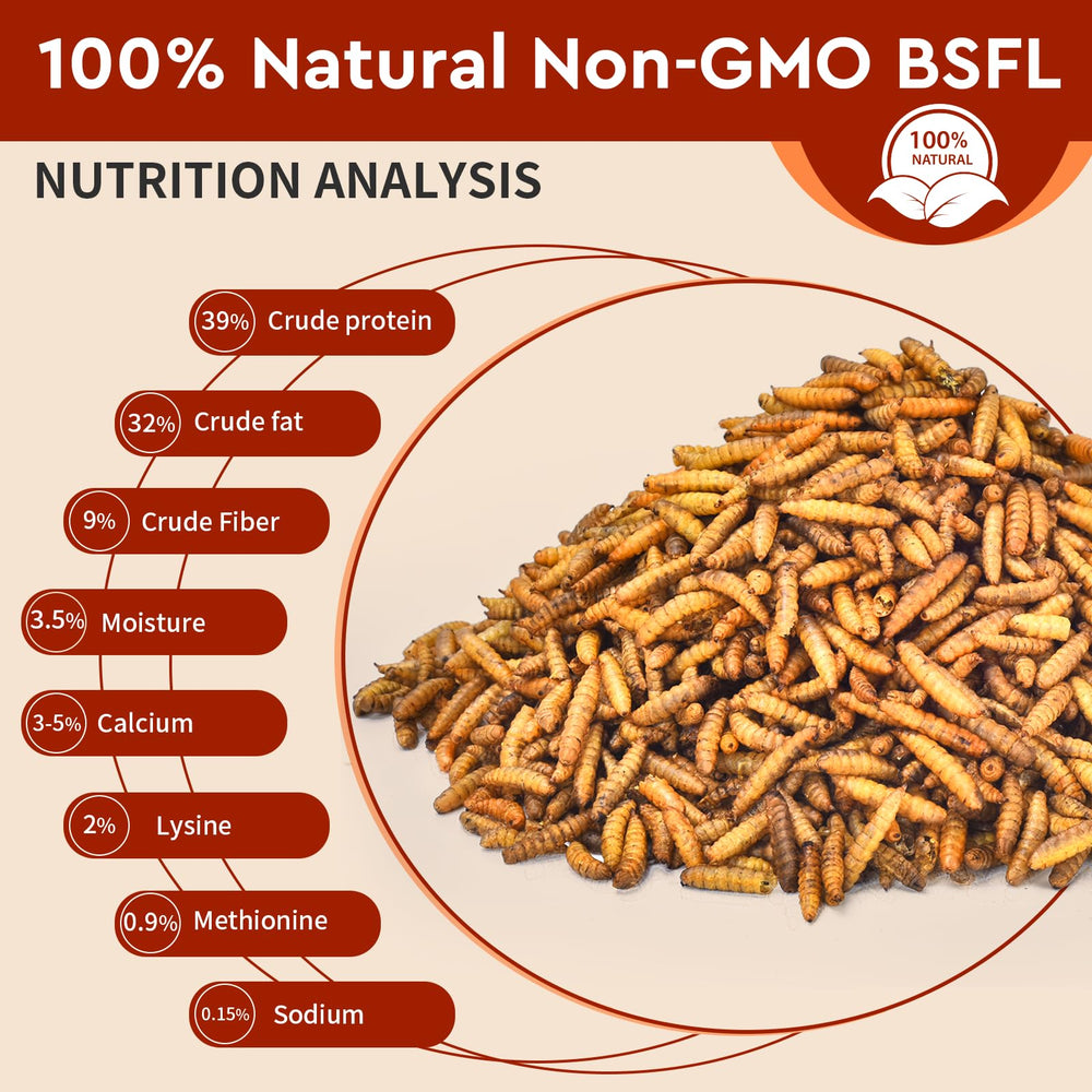 BUNTIE WORMS chickens enjoy BSF larvae for tasty nutrition and daily energy.