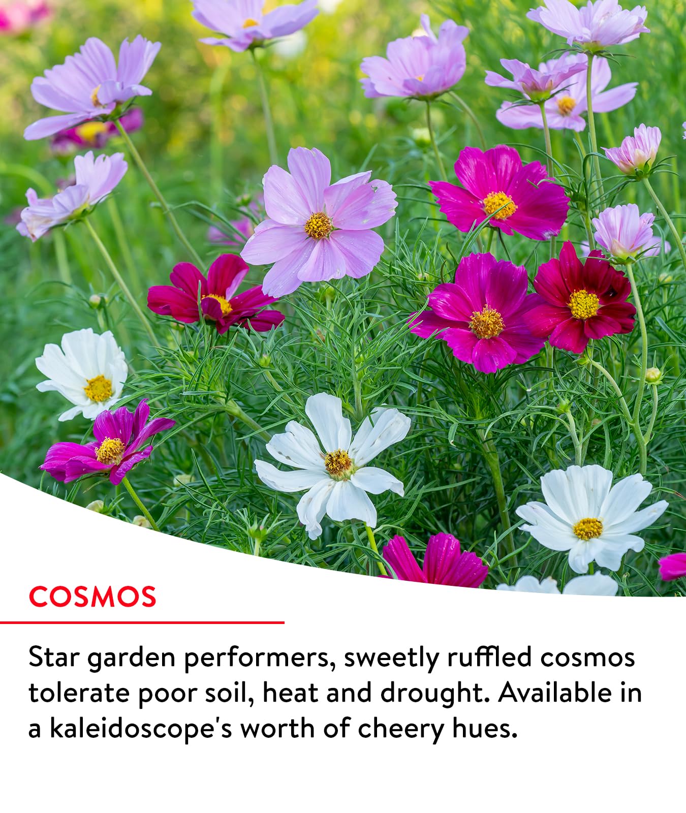 Burpee flowers 2-4 ft tall add height and garden impact
