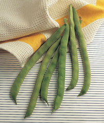 Burpee Kentucky Wonder pole bean pod close-up highlights thick, tender 7-inch pods