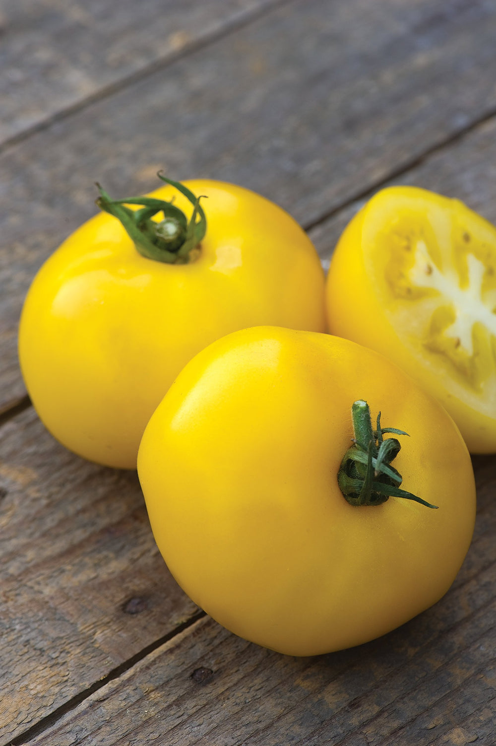 Close-up of 16-ounce yellow Burpee Sunny Boy tomatoes ready for slicing.