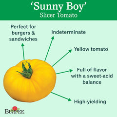 Burpee Sunny Boy vines growing tall in outdoor garden.